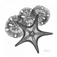 thumbnail image 3 of Koetsier, Albert 15x15 Black Modern Framed Museum Art Print Titled - Starfish and Sand Dollar, 3 of 5