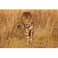 thumbnail image 2 of Jaynes Gallery 14x11 White Modern Wood Framed Museum Art Print Titled - Kenya-Masai Mara National Reserve Cheetah close-up at sunset, 2 of 4