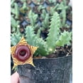 thumbnail image 3 of BubbleBlooms Huernia Zebrina Lifesaver, Confusa Phillips, Starfish Stapelia Plant- 4 Inch Pot, 3 of 9