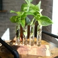 thumbnail image 6 of Expert Gardener Golden Pothos Basket, Easy Care Houseplant, 6 in Hanger Basket, Indirect to Full Sun, 6 of 11