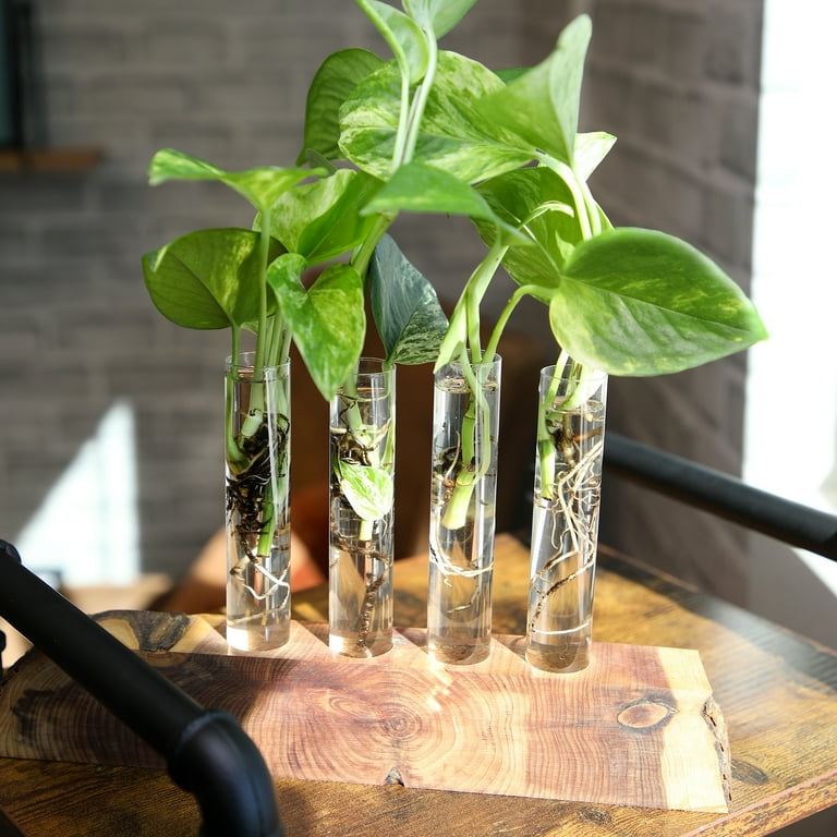 Expert Gardener Golden Pothos Basket, Easy Care Houseplant, 6 in Hanger  Basket, Indirect to Full Sun