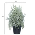 thumbnail image 5 of My Texas House Snow-Flocked Evergreen Christmas Arrangement in Pot, Green/White/Black, 24", 5 of 5