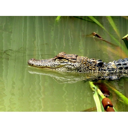 Brown Gator Print LAMINATED POSTER Nature Animal Water Greeen Alligator Gator Brown Poster Print 24 x 36 ()