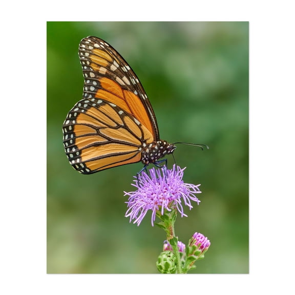 Monarch butterfly on Blazing Star - Photography Butterfly Insect Nature Wildlife Floral Garden Scenic Unframed Wall Art Print 6 x 8 inches