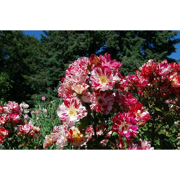 Fourth of July™ Climbing Rose - 4" Pot - Fragrant, Everblooming