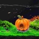 thumbnail image 4 of Casa Calabaza Ganfancp de Halloween Lagarto Cangrejo Ermitaño Hexagonal Escondite Acuario, 4 of 6