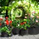 thumbnail image 3 of Cultivo De Patatas, Jardinera De Patatas No Tejida, Bolsas Para Plantar Verduras Para El Hogar, Balcón, Jardín, Zanahorias, Tomates Y Verduras Speravity HA042511-03, 3 of 6