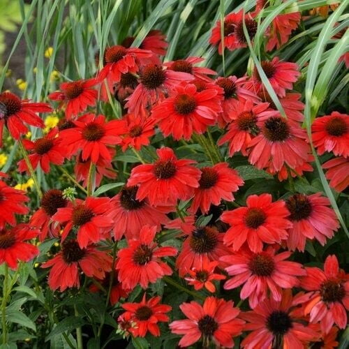 Red Salsa Coneflower Seeds, 50 Count, Echinacea Perennial Flower Seeds, USA Seller