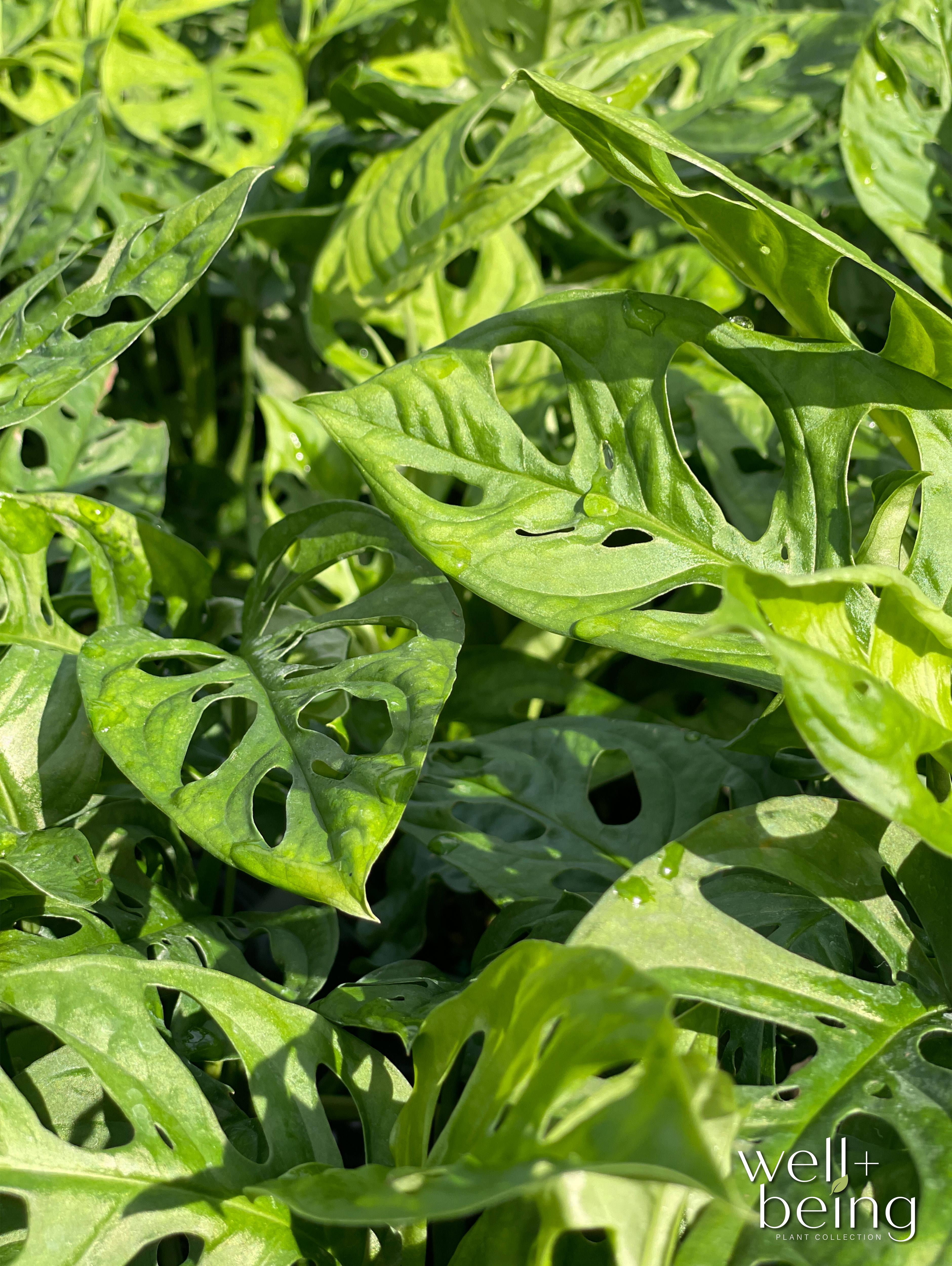 Nature's Way Farms Philodendron Swiss Cheese Live Plant (8-15 inches tall) in growers pot