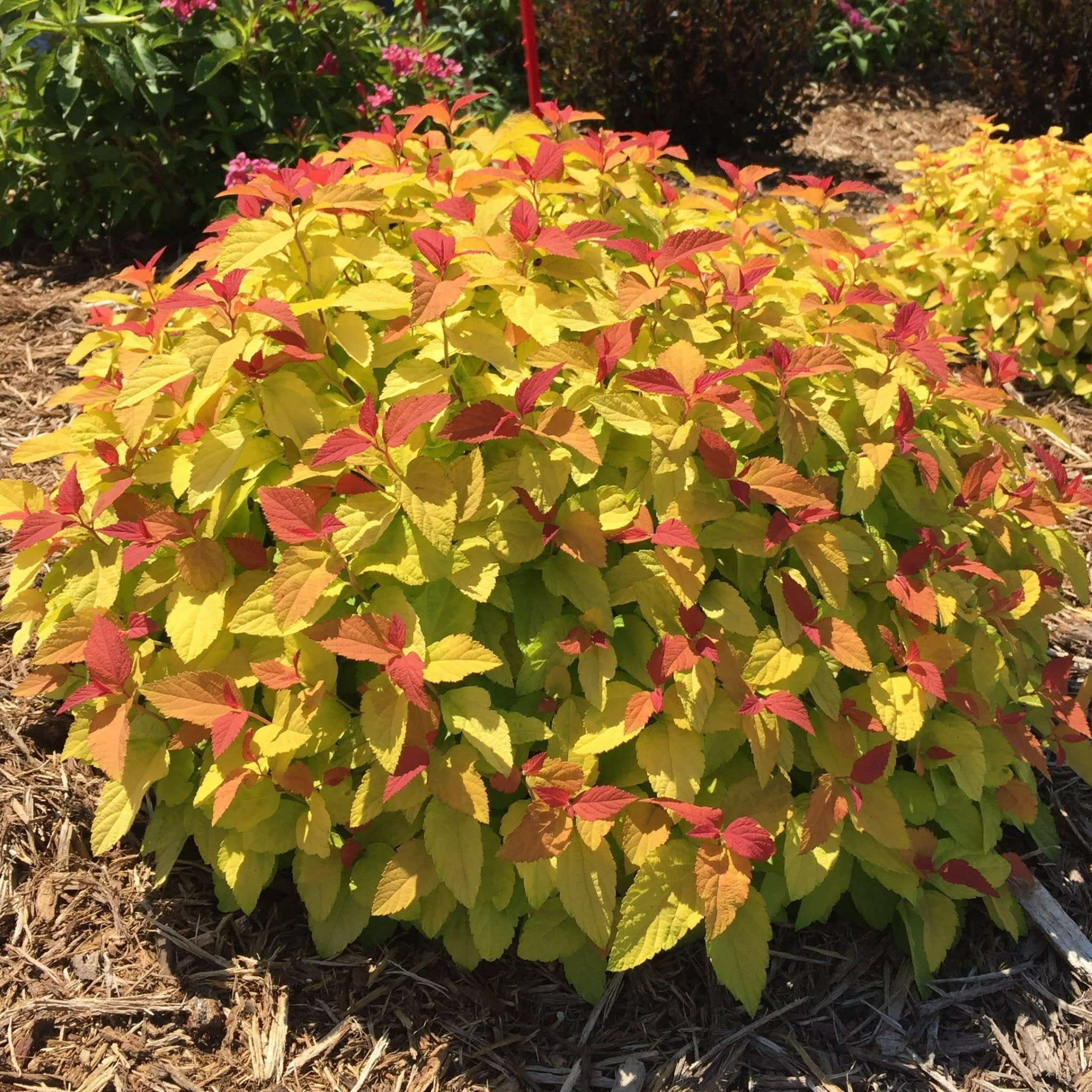 Proven Winners ColorChoice 5" Purple Double Play Candy Corn Spirea Live Plant in 4.5" Pot (4 Count)