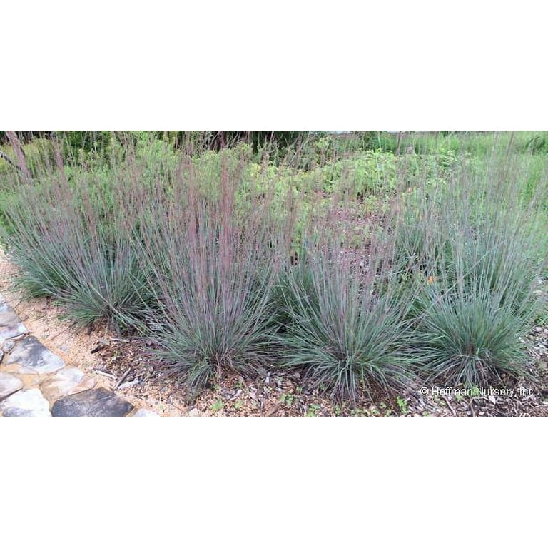 新品 blue herb LITTLETEMPO HOME IS WHERE Prairie Winds® 'Blue Paradise' - Little Bluestem