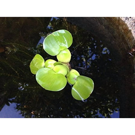 Small Water Hyancinth 3-4"