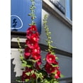 thumbnail image 3 of 25 DARK RED HOLLYHOCK Alcea Rosea Flower Seeds Perennial, 3 of 11