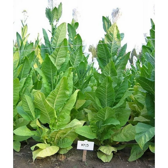 1000 KY15 Tobacco Seeds ~ Disease Resistant Nicotiana Tabacum ~ Frost Resistant