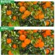 thumbnail image 5 of Cubierta grande para plantas de malla para insectos de jardín con cremallera en forma de H, bolsa para jardín, malla para insectos, cubierta para plantas para proteger las frutas de las plantas oso de fresa Hogar, 5 of 5