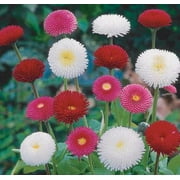 2.5qt Bellis