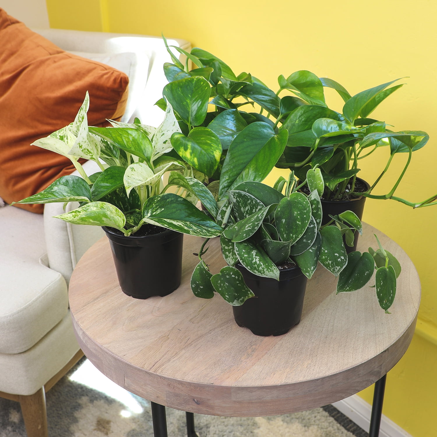Altman Plants Pothos Houseplant