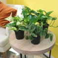 thumbnail image 4 of Live Pothos Houseplants | 4 Easy Care Plants | 4.25in Pots; Indirect Sun | Element by Altman Plants, 4 of 10