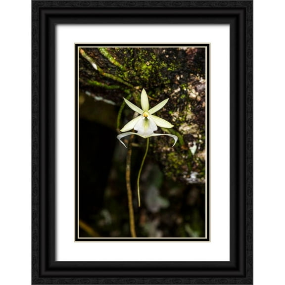 Richardson, Larry 17x24 Black Ornate Wood Framed with Double Matting Museum Art Print Titled - A rare Ghost orchid grows only in swamps in south Florida
