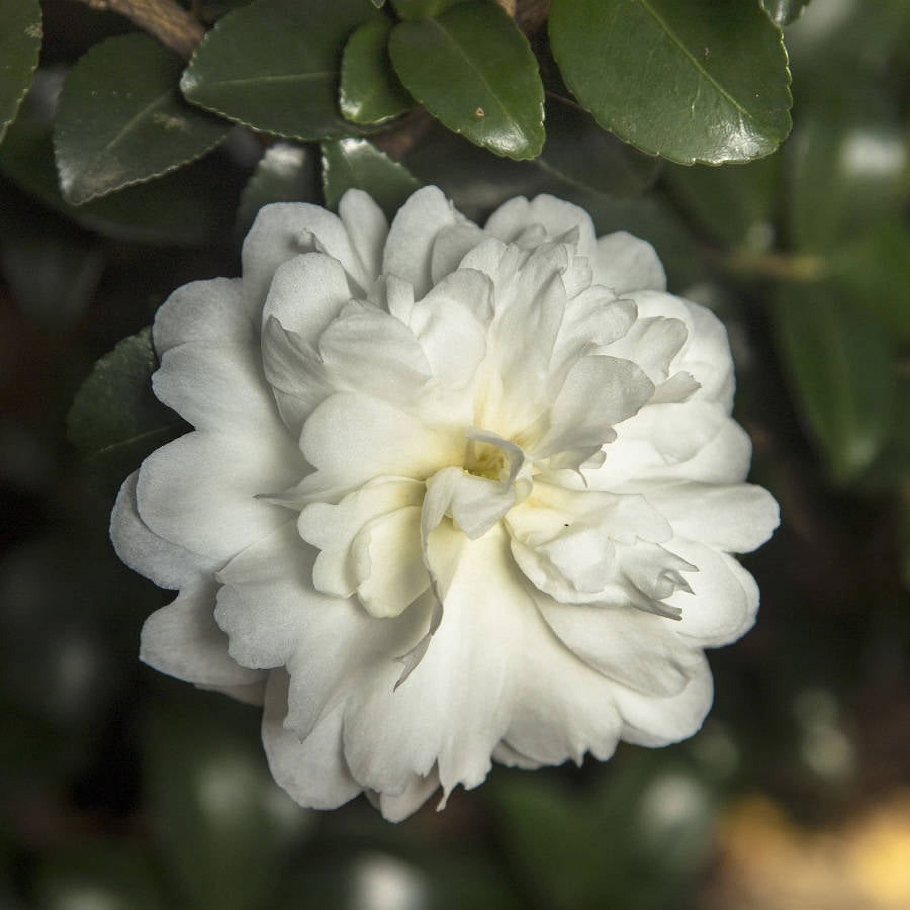 Southern Living October Magic Ivory Camellia Live Shrub in 2-Gallon Grower Pot