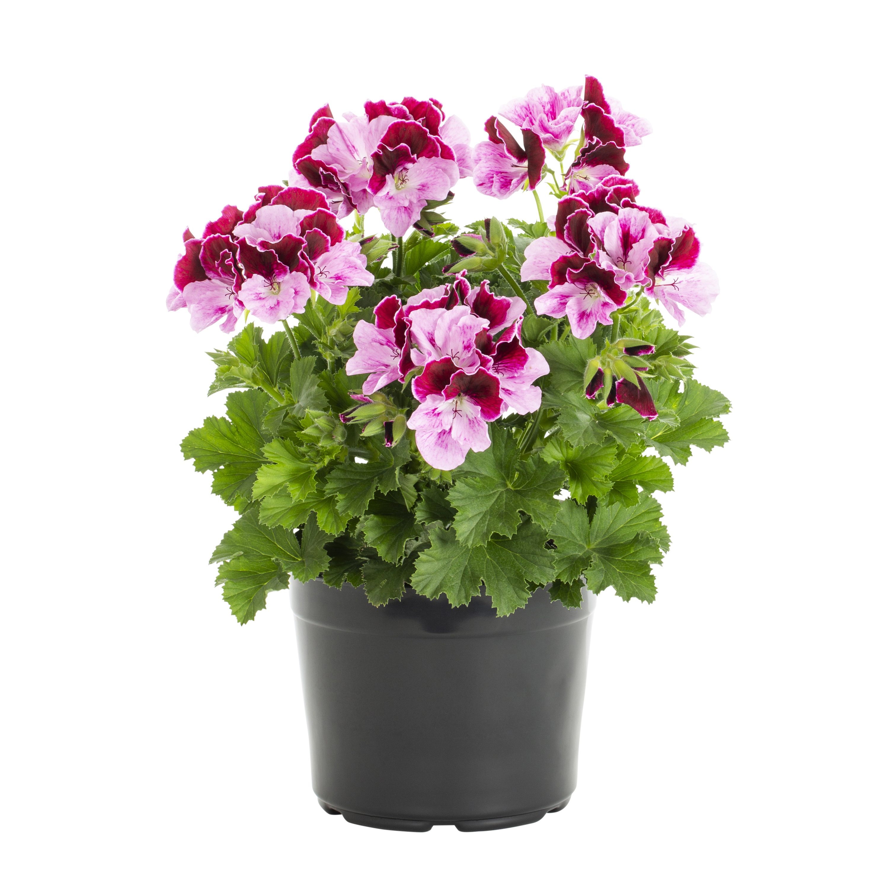 Expert Gardener 2QT Pink Geranium Live Annual Plant Sun 3-Pack