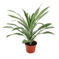 thumbnail image 4 of Dracaena Warneckki (6"+ Minimalist Pot) - Best Air purifying Indoor Plant - Medium to Bright Light Houseplants - Houseplant for Home Office Decoration, 4 of 5