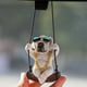 thumbnail image 1 of Adorno de retrovisor de coche de perrito de resina - Colgante de perro carlino con cabeza móvil para decorar el coche, 3,15 pulgadas, 1 of 5