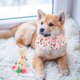 thumbnail image 5 of juego de gorro y bufanda de cumpleaños para cachorro, bonito collar de encaje, corona, sombrero, disfraz para gatos y perros pequeños., 5 of 8