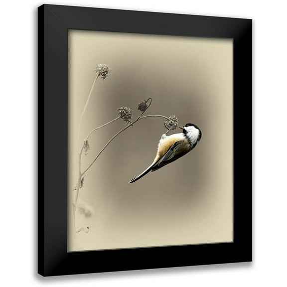 Brown, Jim 12x14 Black Modern Framed Museum Art Print Titled - Black Capped Chickadee 2