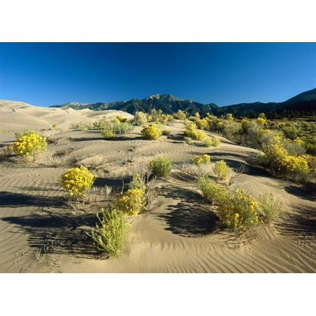 Flowering shrubs on the dune fields in front of the Sangre de Cristo Mountains Great Sand Dunes Nat Poster Print by Tim