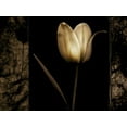 thumbnail image 2 of Filler, Rick 32x25 White Modern Wood Framed Museum Art Print Titled - White Tulipa I, 2 of 4