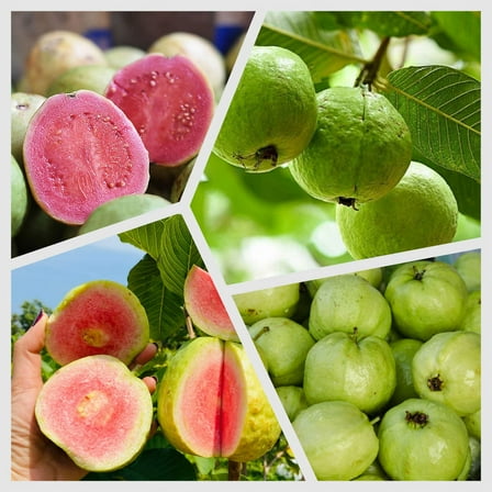Pink Guava Plant Live, 4 to 8 Inch Starter Tree, Sweet Guava Fruit Tree for Outdoor Growing
