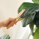 thumbnail image 4 of Pinzas para limpiar hojas, pinzas para limpiar hojas de plantas, limpiador de pelusas de hojas de plantas con mango de madera, limpieza de hojas, 4 of 5