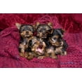 thumbnail image 2 of Jaynes Gallery 18x13 Black Ornate Wood Framed with Double Matting Museum Art Print Titled - Close-up of Yorkshire terrier puppies on blanket, 2 of 4
