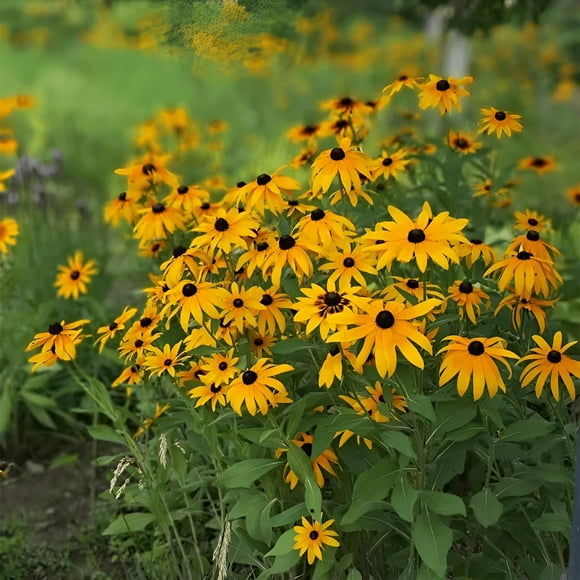 SHIQI-2800 Seeds, Wildflower Black-Eyed Susan Seeds Rudbeckia hirta Yellow Perennial Flowers Seeds Fence Borders Boundary Flower Plants Seeds Outdoor Home Garden Attract Pollinators