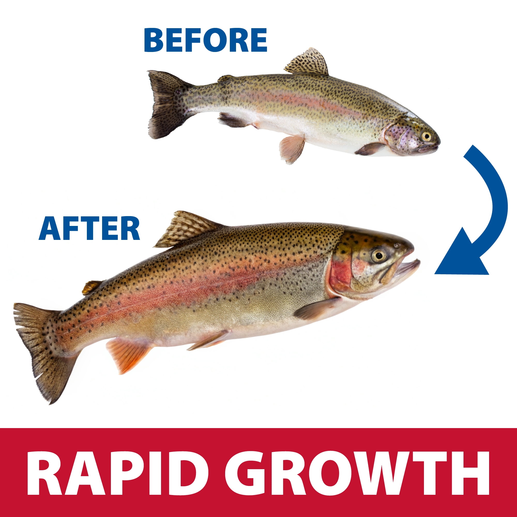 The Pond Guy  Game Fish Grower Fish Food