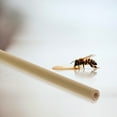 thumbnail image 2 of 20pcs Bamboo Bees Nesting Tube Bee House Tubes Mason Bees Nesting Bamboo Tube, 2 of 9