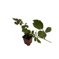thumbnail image 3 of Triple Crown Thornless Blackberry Plant -  Rubus fruticosus - 3.25" Pot, 3 of 4
