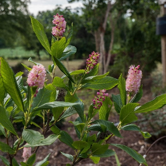 Ruby Spice Summersweet - Clethra alnifolia 'Ruby Spice'