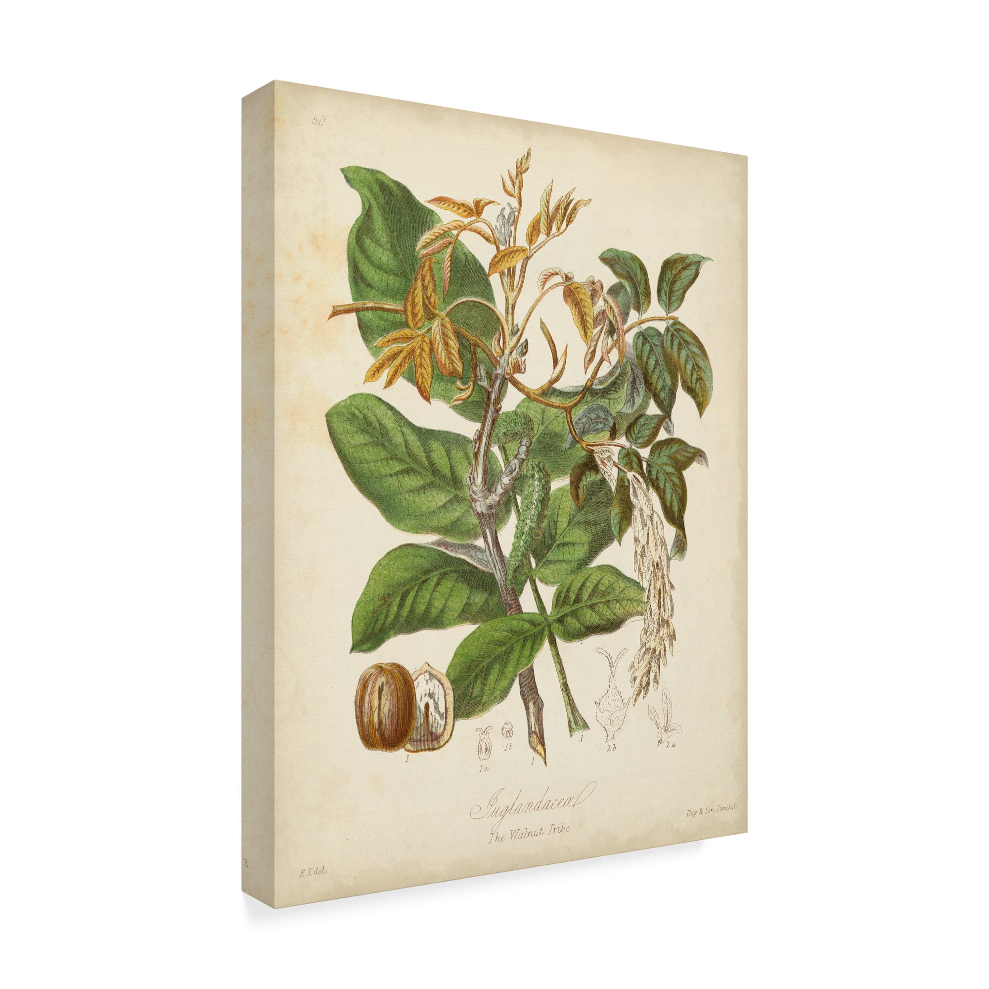 Trademark Fine Art 'Twining Botanicals VI' Canvas Art by Elizabeth Twining