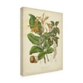 thumbnail image 2 of Trademark Fine Art 'Twining Botanicals VI' Canvas Art by Elizabeth Twining, 2 of 4