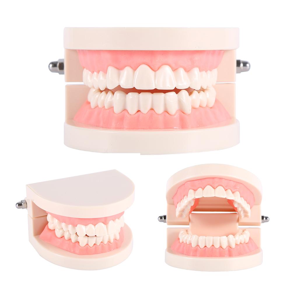 WALFRONT Teeth Teaching Model PVC Dental Teaching Study Standard Model walfront-teeth-teaching-model-pvc-dental-teaching-study-standard-model