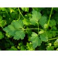thumbnail image 5 of 1500 Graines de Persil à Feuilles Plates Petroselinum Crispum Simples Simples Graines de Persil Italien, 5 of 5