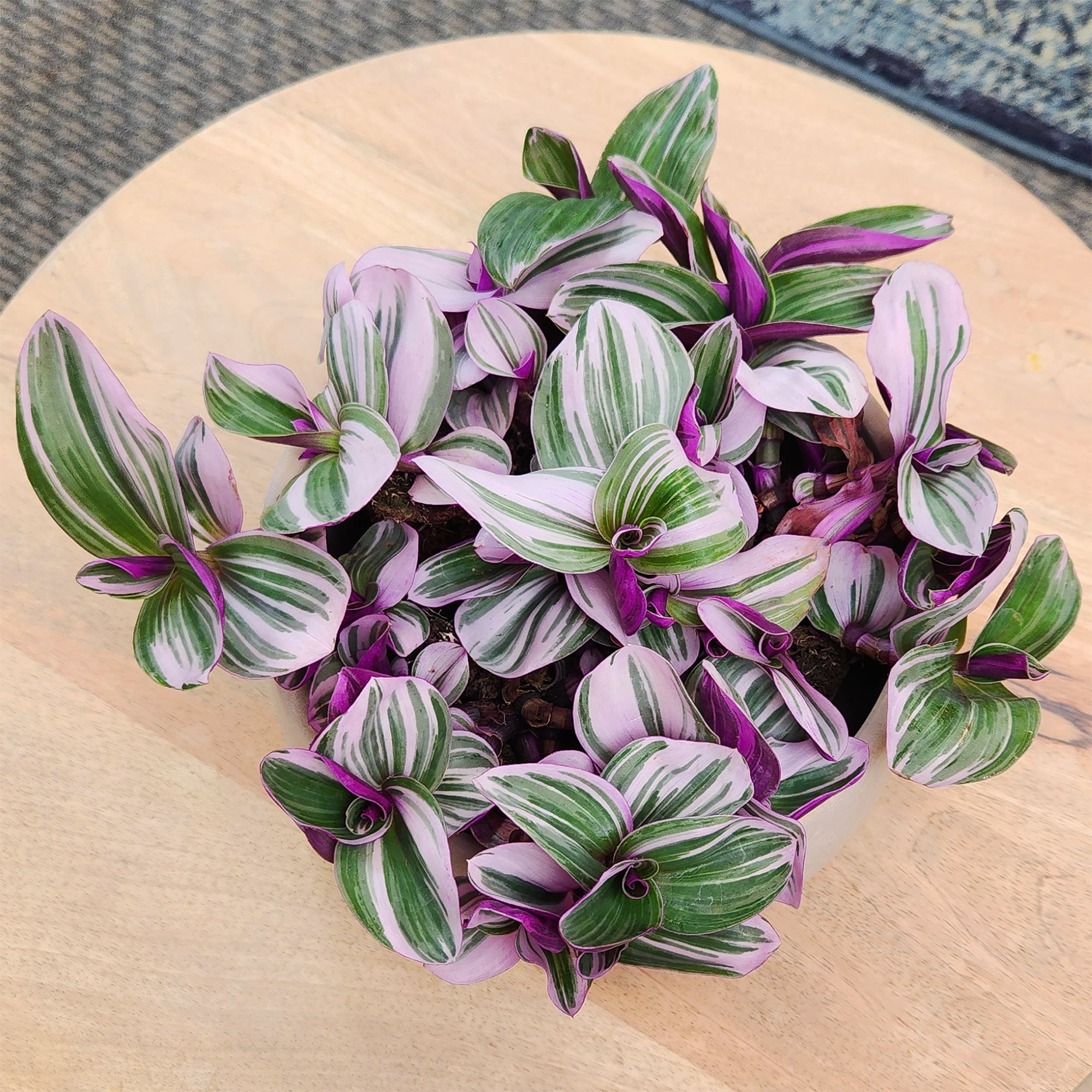 Altman Plants Multicolor Tradescantia 'Nanouk' Multipack in 4" Grower Pots (4 Count)