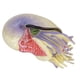 thumbnail image 3 of Figuras de animales marinos de concha en espiral realistas, modelo de figuras educativas de animales marinos lindos, 3 of 14