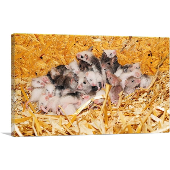 ARTCANVAS Mice Home decor Canvas Art Print - Size: 60" x 40" (0.75" Deep) (3-Piece)