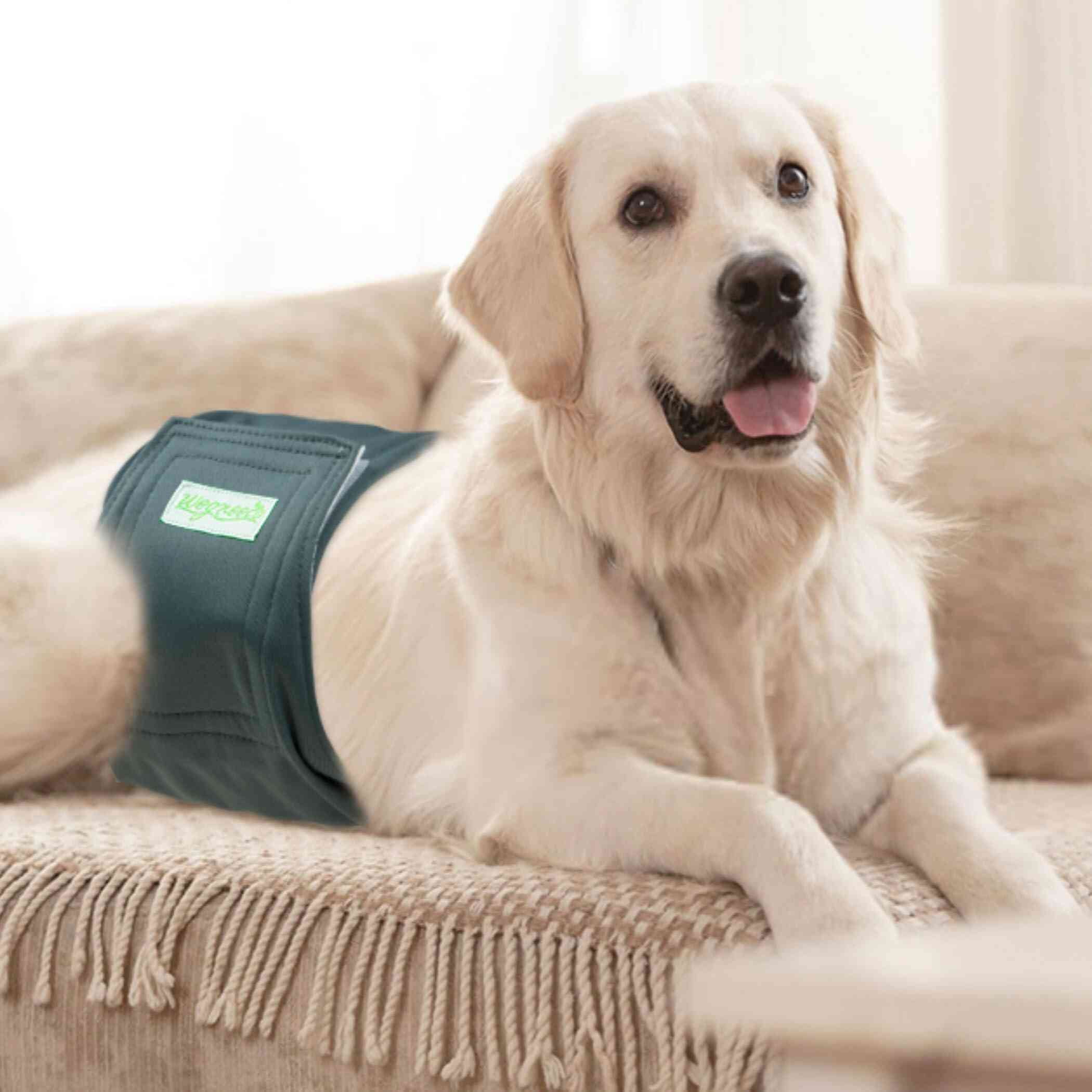 Wegreeco Pack of 4 Reusable Male Dog Belly Band, Washable Premium Male Dog Diapers, Super-Absorbent Dog Wraps(Green, Brown, Black, Grey, Medium)