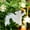 A, variant on WEGFTDUOP Christmas Decorations Simulation Squirrels Pendant Christmas Tree Decorations Creatives Hanging Decorations Christmas Squirrels