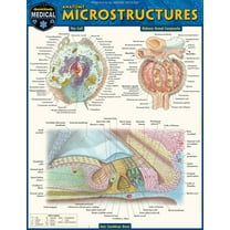 Anatomy Microstructures: A Quickstudy Laminated Reference Guide, (Paperback)
