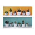 thumbnail image 1 of Canvas Wall Art (Succulents) (Asstd) - Set of 2, 1 of 1